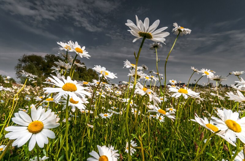 Daisies in a Field — White, Dramatic, Afternoon
