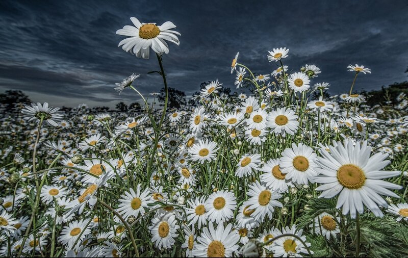 Daisies in a Field — White, Dramatic, Night, Photograph