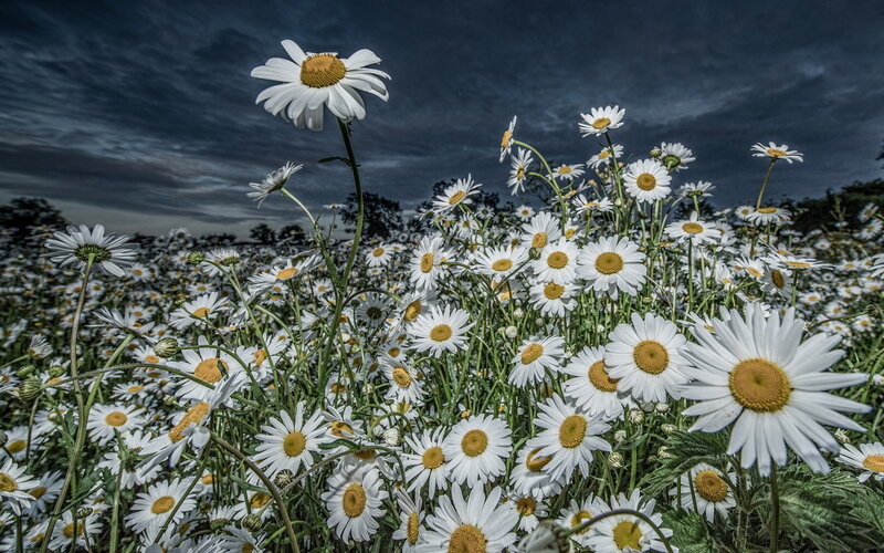 Daisies in a Field — White, Dramatic, Night