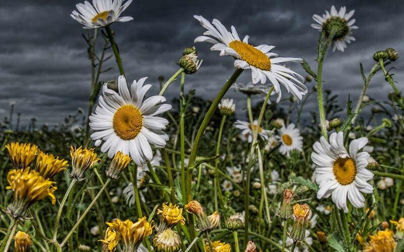 Daisies in a Field — White, Dramatic