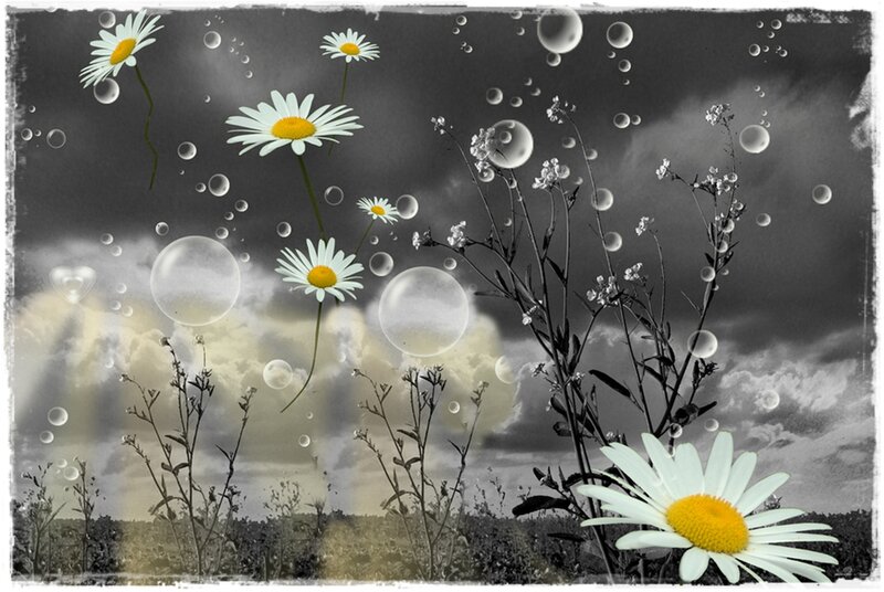 Daisies in a Field — White, Dreamy