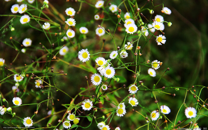 Daisies in a Field — White, Natural