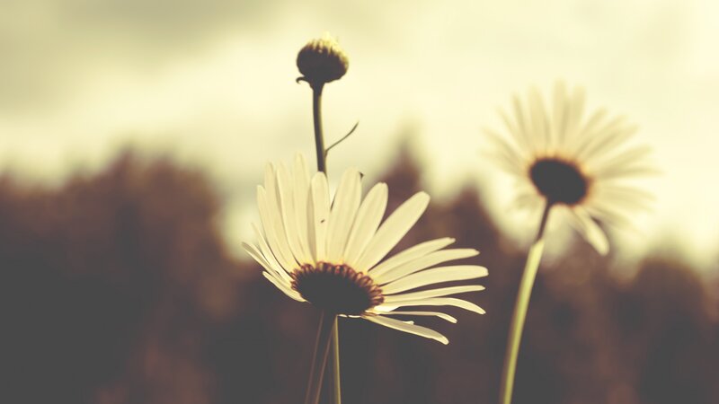 Daisies in a Field — White, Serene, Afternoon, Photograph, Flower