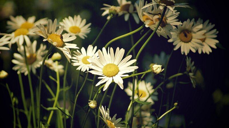 Daisies in a Field — White, Serene, Afternoon, Photograph, Flowers, Bee, Stems