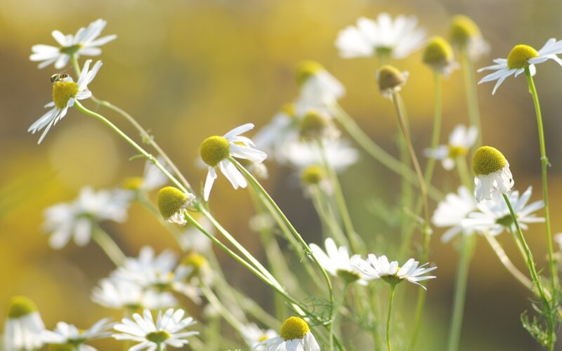 Daisies in a Field — White, Serene, Afternoon, Photograph, Flowers, Bee