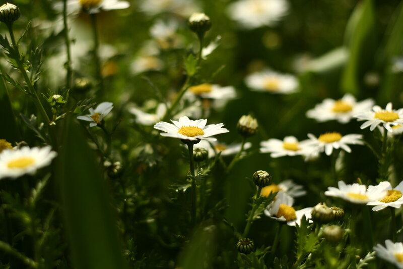 Daisies in a Field — White, Serene, Afternoon, Photograph, Flowers, Buds