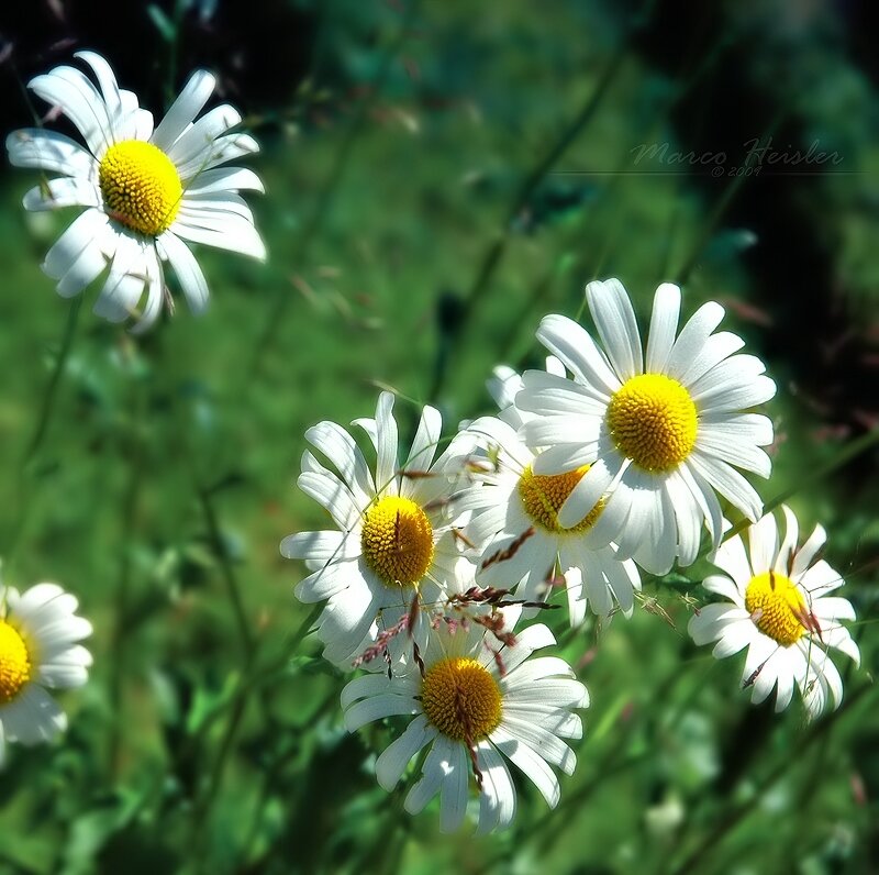 Daisies in a Field — White, Serene, Afternoon, Photograph, Flowers, Grass