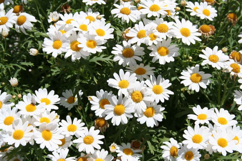 Daisies in a Field — White, Serene, Afternoon, Photograph, Flowers, Leaves