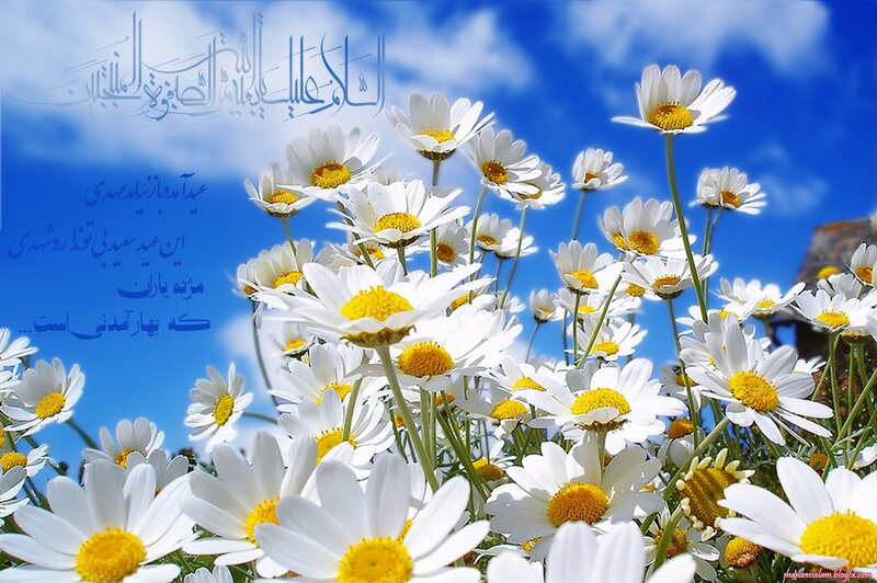 Daisies in a Field — White, Serene, Afternoon, Photograph, Flowers, Sky, Clouds