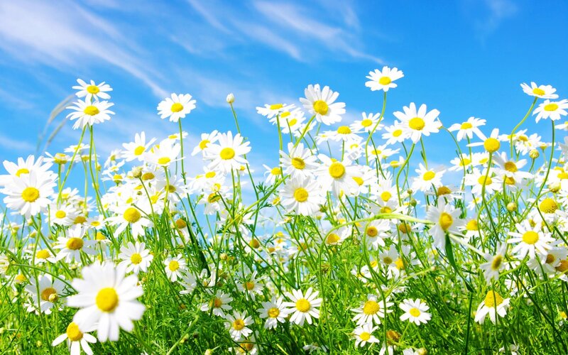 Daisies in a Field — White, Serene, Afternoon, Photograph, Flowers, Sky, Grass, Yellow