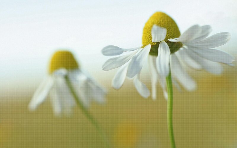 Daisies in a Field — White, Serene, Afternoon, Photograph, Flowers, Stem