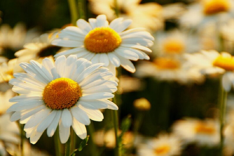 Daisies in a Field — White, Serene, Afternoon, Photograph, Flowers, Sunlight