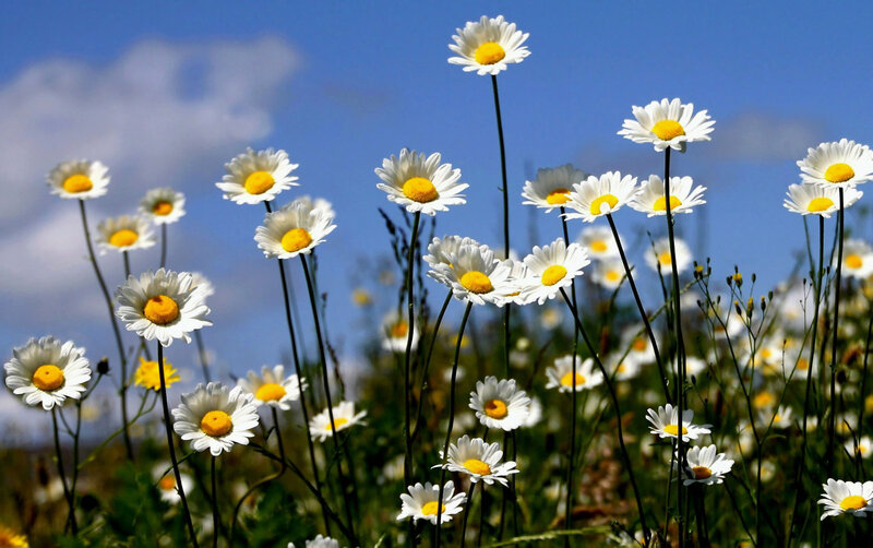 Daisies in a Field — White, Serene, Afternoon, Photograph, Flowers
