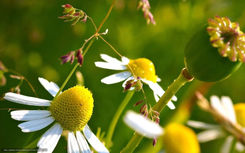 Daisies in a Field — White, Serene, Afternoon, Photograph, Grass, Buds