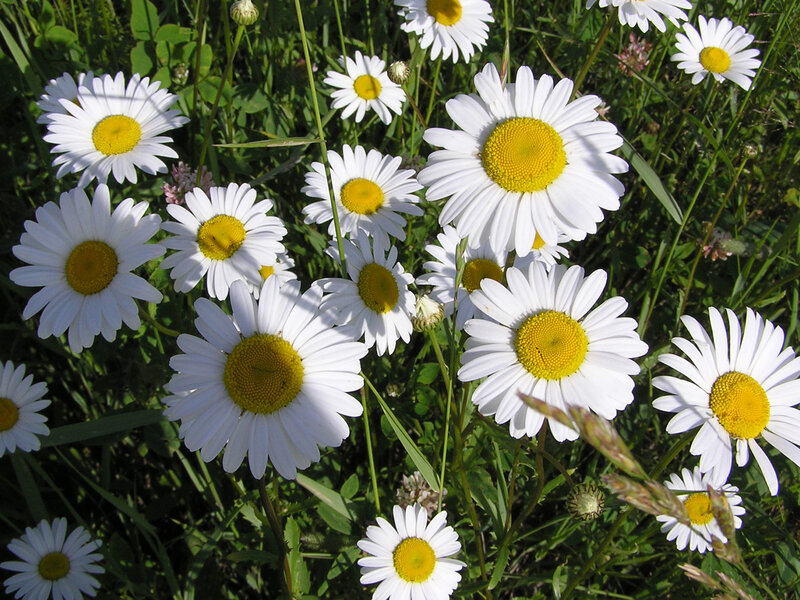 Daisies in a Field — White, Serene, Afternoon, Photograph, Grass, Flowers