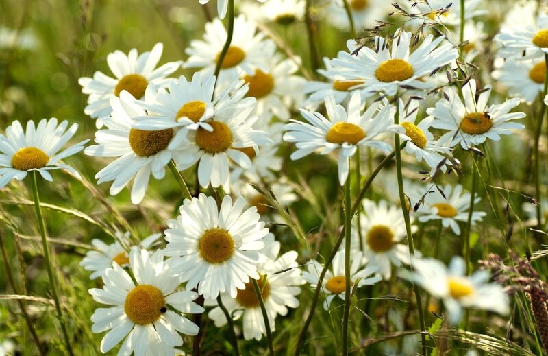Daisies in a Field — White, Serene, Afternoon, Photograph, Grass, Sunlight, Insects
