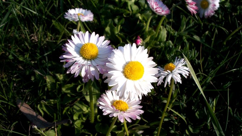 Daisies in a Field — White, Serene, Afternoon, Photograph, Grass, Sunlight, Leaves