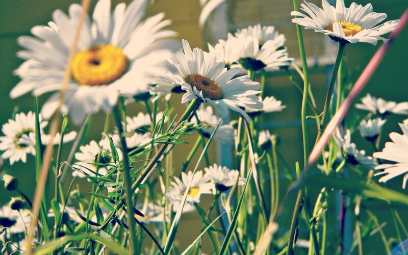Daisies in a Field — White, Serene, Afternoon, Photograph, Grass, Sunlight