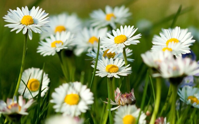 Daisies in a Field — White, Serene, Afternoon, Photograph, Grass, Sunlight, Yellow