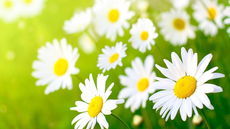 Daisies in a Field — White, Serene, Afternoon, Photograph, Green Grass, Sunlight