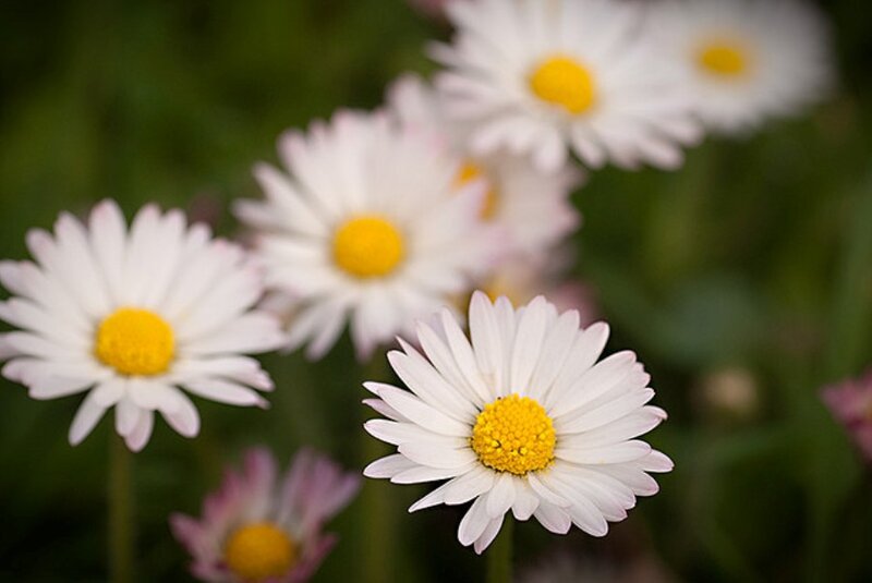 Daisies in a Field — White, Serene, Afternoon, Photograph, Green Grass