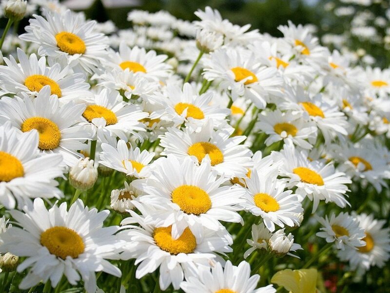 Daisies in a Field — White, Serene, Afternoon, Photograph, Green Stems
