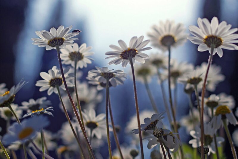 Daisies in a Field — White, Serene, Afternoon, Photograph, Insect