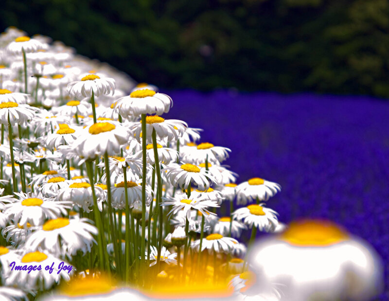 Daisies in a Field — White, Serene, Afternoon, Photograph, Lavender