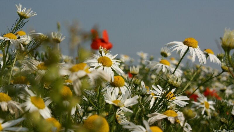 Daisies in a Field — White, Serene, Afternoon, Photograph, Red Flower, Sky
