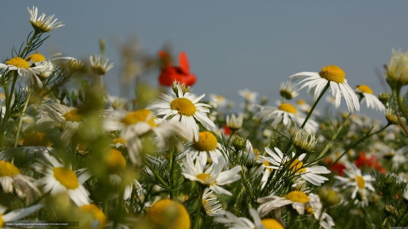 Daisies in a Field — White, Serene, Afternoon, Photograph, Red Flower