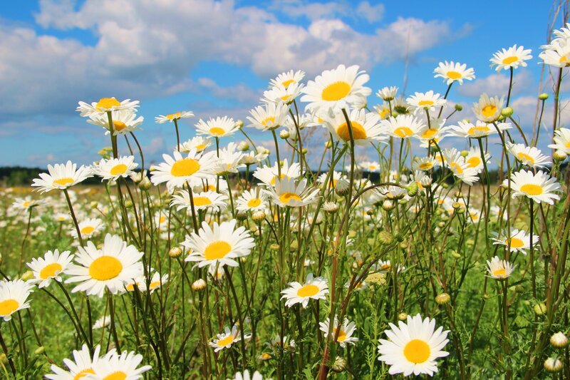 Daisies in a Field — White, Serene, Afternoon, Photograph, Sky, Clouds, Grass