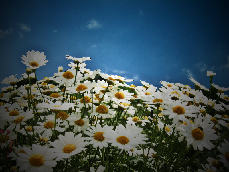 Daisies in a Field — White, Serene, Afternoon, Photograph, Sky, Clouds, Insect