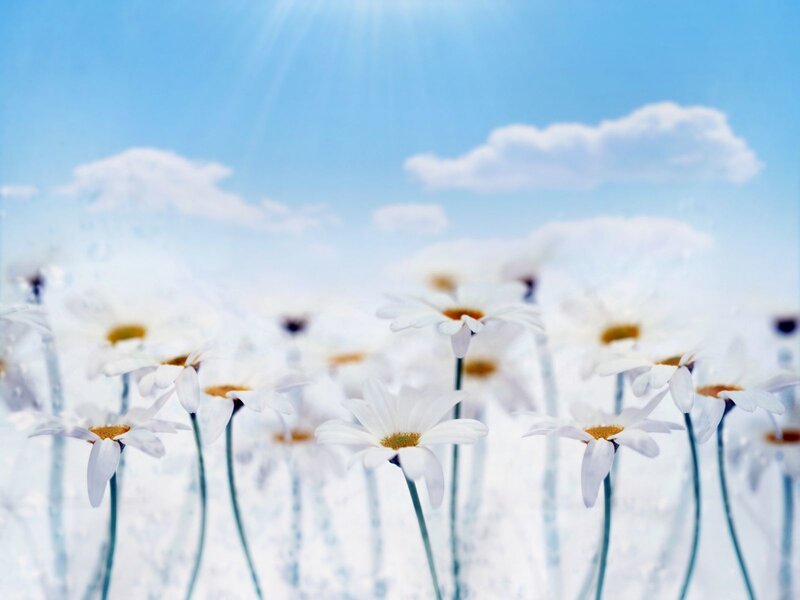 Daisies in a Field — White, Serene, Afternoon, Photograph, Sky, Clouds, Sunlight, Blue
