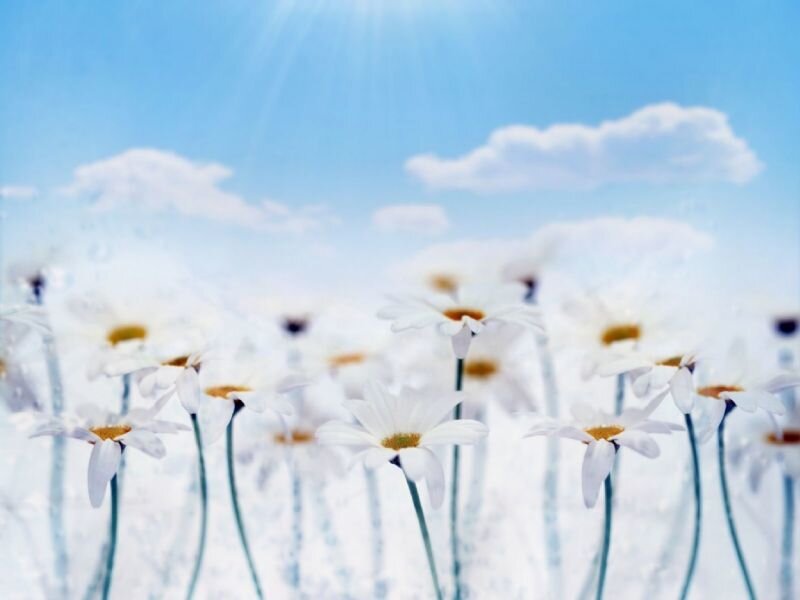 Daisies in a Field — White, Serene, Afternoon, Photograph, Sky, Clouds, Sunlight