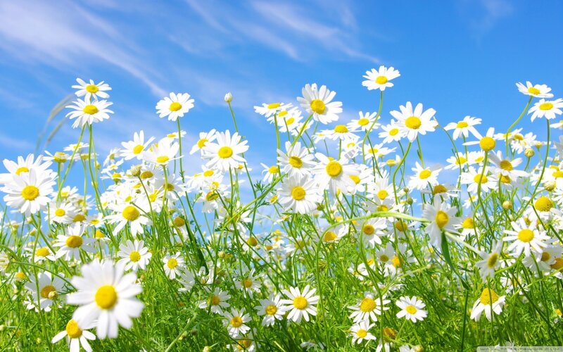Daisies in a Field — White, Serene, Afternoon, Photograph, Sky, Grass