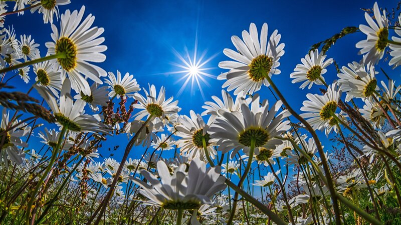 Daisies in a Field — White, Serene, Afternoon, Photograph, Sun, Sky, Grass
