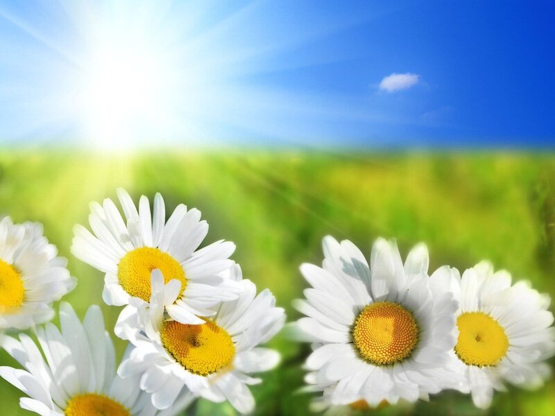 Daisies in a Field — White, Serene, Afternoon, Photograph, Sun, Sky
