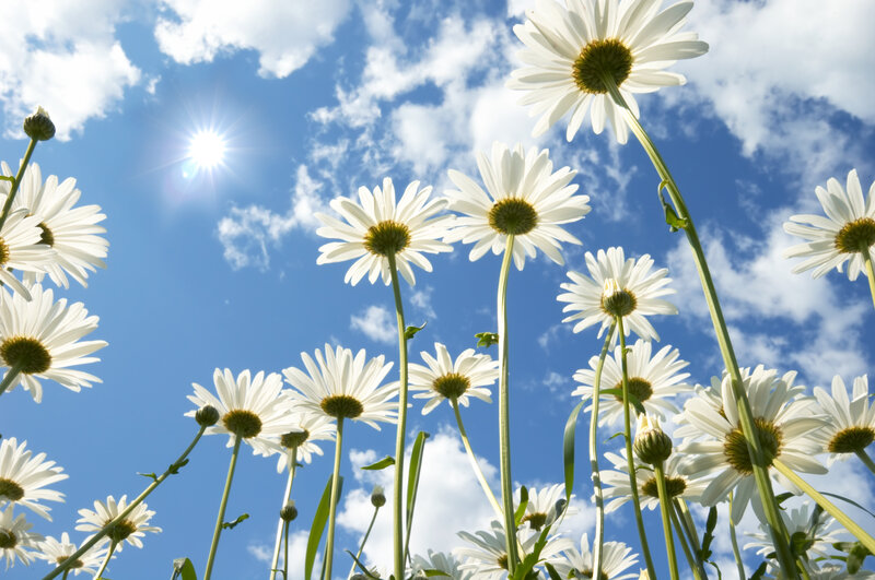 Daisies in a Field — White, Serene, Afternoon, Photograph, Sun