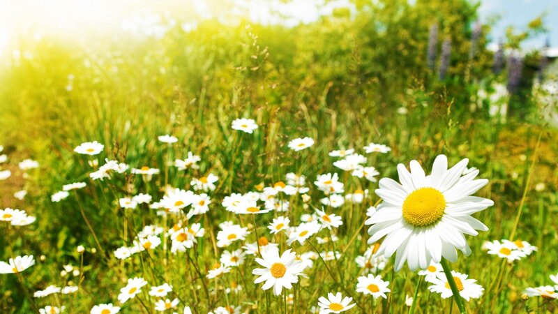Daisies in a Field — White, Serene, Afternoon, Photograph, Sunlight, Grass