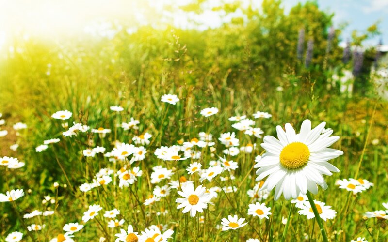 Daisies in a Field — White, Serene, Afternoon, Photograph, Sunlight, Grass, Trees