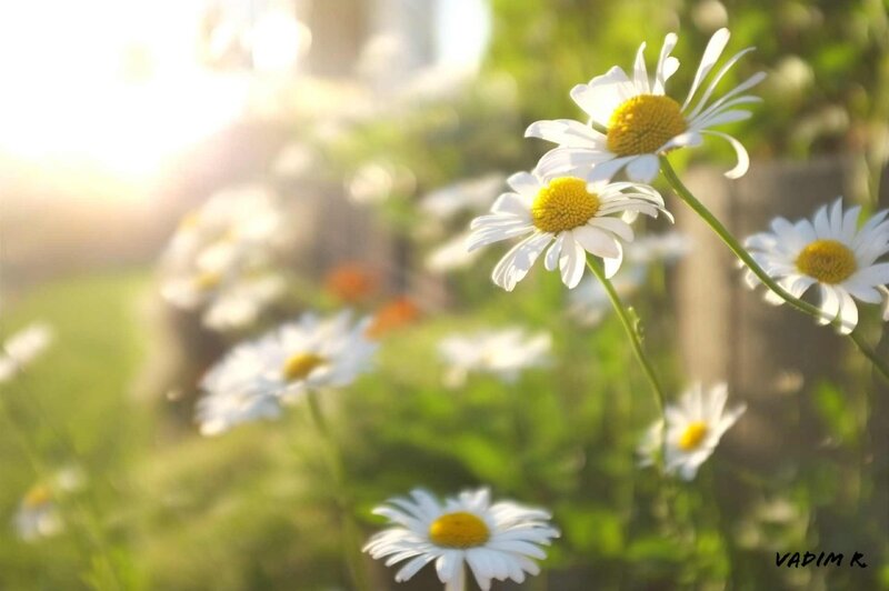 Daisies in a Field — White, Serene, Afternoon, Photograph, Sunlight, Green Grass