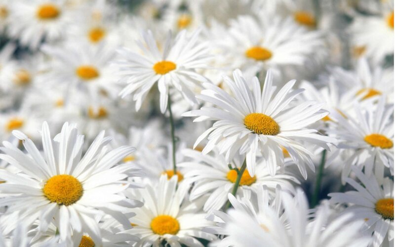 Daisies in a Field — White, Serene, Afternoon, Photograph, White Petals
