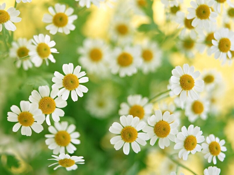 Daisies in a Field — White, Serene, Afternoon