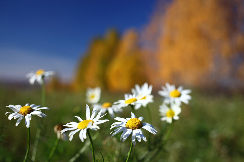 Daisies in a Field — White, Serene, Autumn