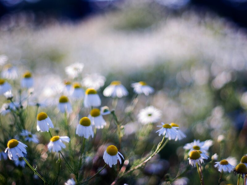Daisies in a Field — White, Serene, Morning, Photograph, Flowers, Greenery