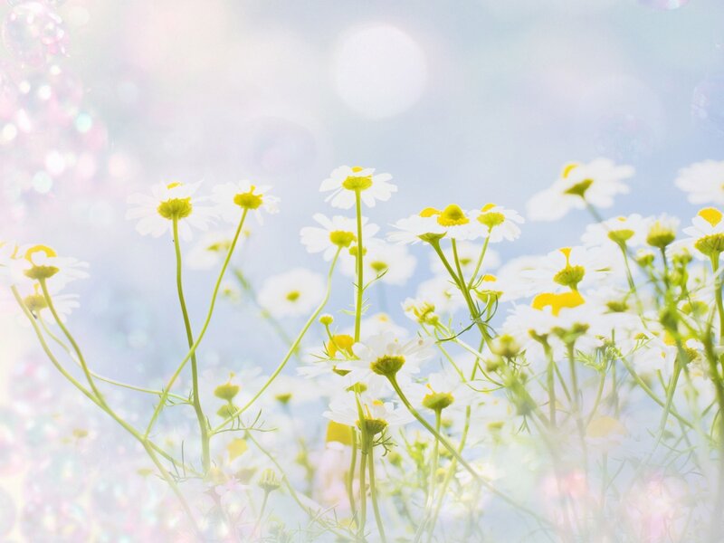 Daisies in a Field — White, Serene, Morning, Photograph, Flowers, Sunlight