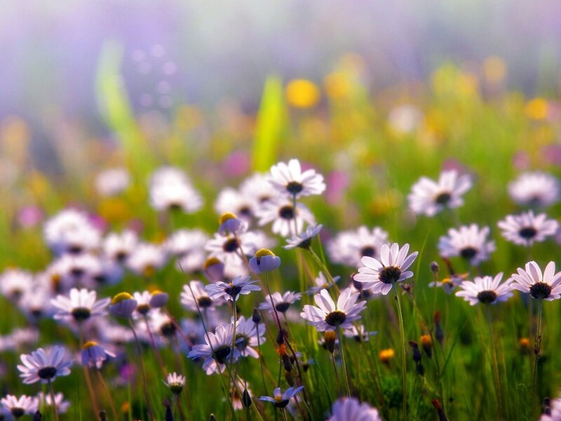 Daisies in a Field — White, Serene, Morning, Photograph, Flowers
