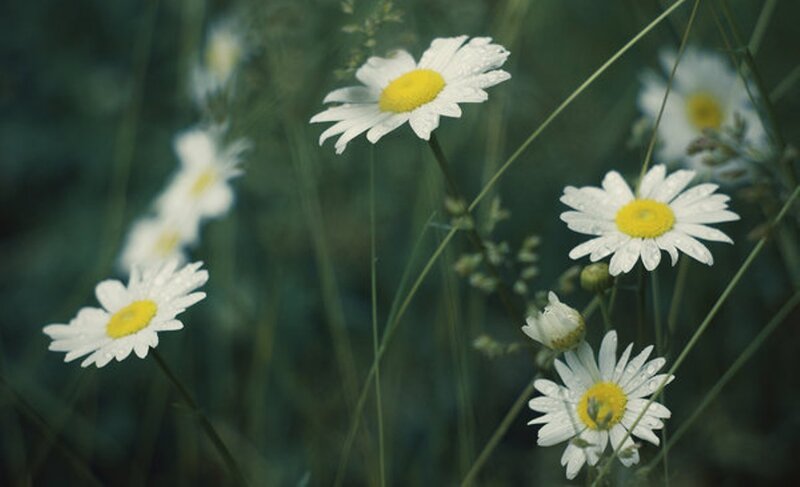 Daisies in a Field — White, Serene, Morning, Photograph, Grass