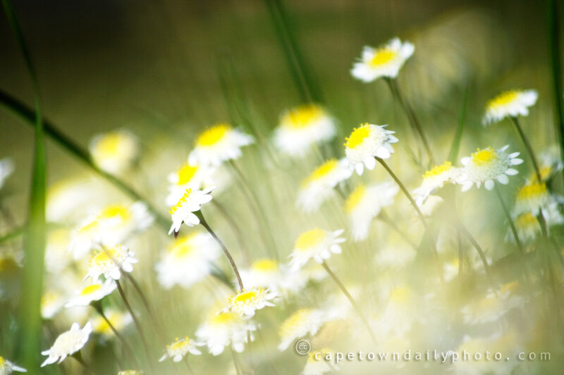 Daisies in a Field — White, Serene, Morning