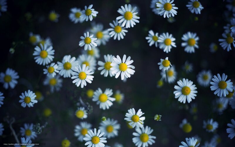 Daisies in a Field — White, Serene, Night, Photograph